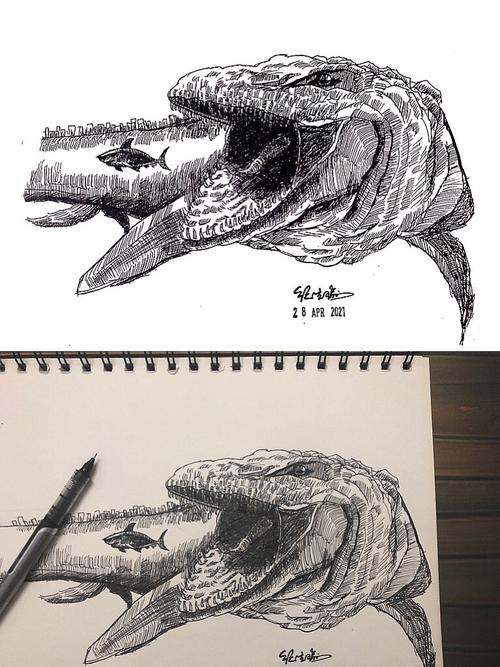 找鲨鱼_鲨鱼_绘画_速写_临摹_画画_文化_绘画