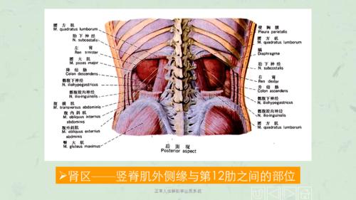 正常人体解剖学泌尿系统课件