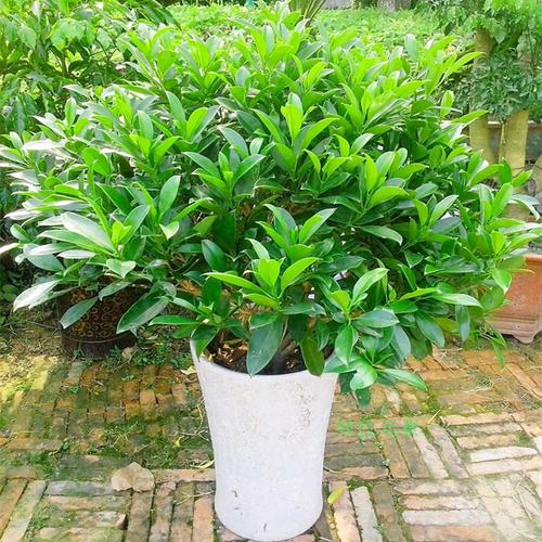 喜欢客厅盆栽花卉大绿植四季常青的还喜欢