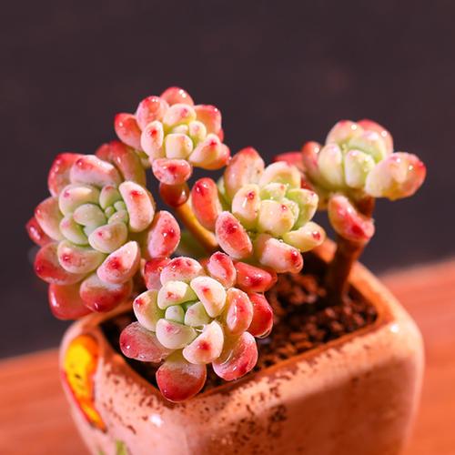 带香味的多肉劳尔罗琦老桩多肉植肉肉植物室内稀有品种防辐射花卉