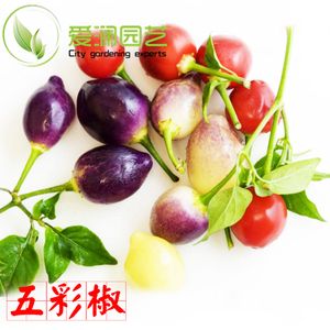 食用彩椒种子蔬菜