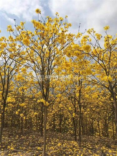 福建漳州供应10-20公分黄花风铃木,福建货源