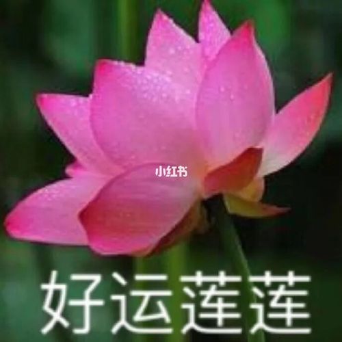 分享嗨图 | 沙雕闺蜜姐妹| 老年人头像_老年人_浪漫_头像分享_素材
