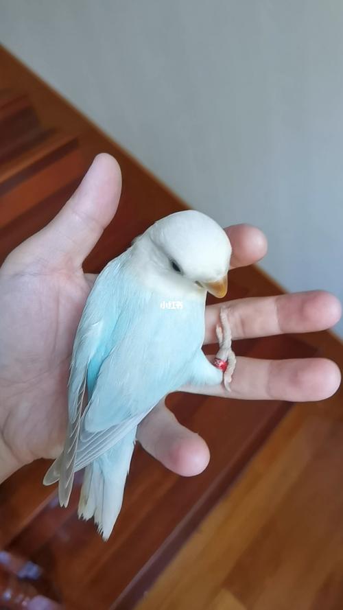 松石伊莎_松石_鹦鹉_牡丹_手养牡丹鹦鹉_宠物_宠物其他