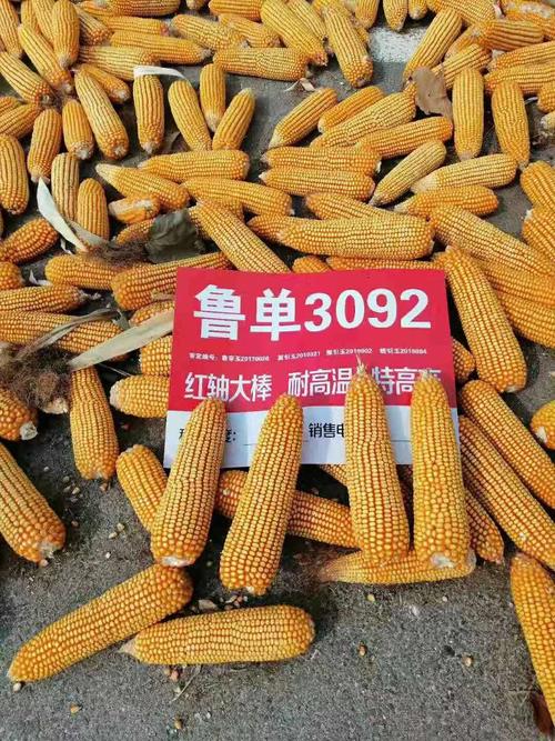 鲁单3092 超级玉米