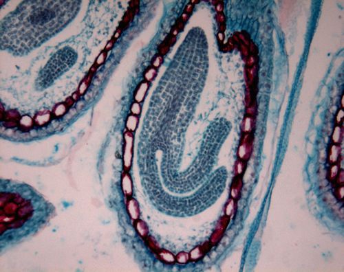 375荠菜成熟胚胎纵切10x7