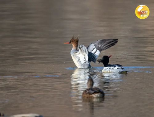 商洛发现12只国家一级保护动物中华秋沙鸭