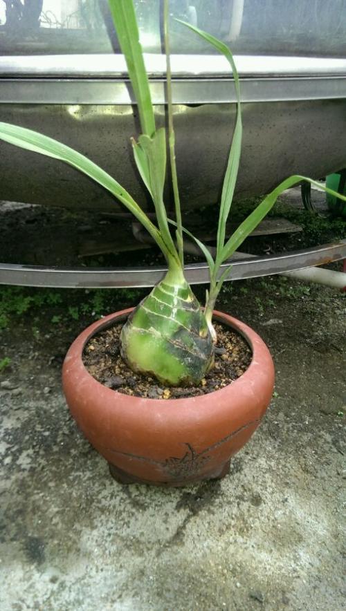 这是:美冠兰,属于兰科,百度可查