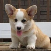 短腿柯基犬qq头像