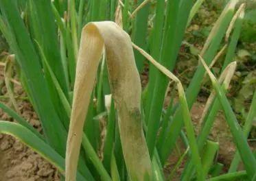 葱疫病是葱常见的病害之一,各菜区普遍发生,主要为害大葱,细