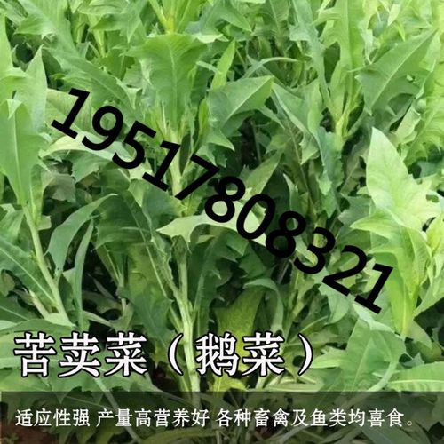 夏季高产牧草种子多年生苦荬菜种子鹅菜种子四季苦麦菜鸡鸭鹅种籽