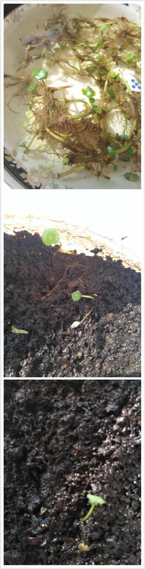 有种铜钱草的么