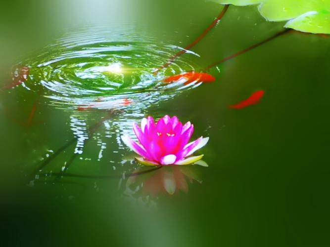 静心听花语《手机摄影》