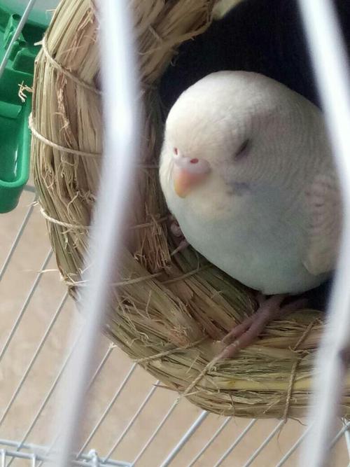 两只虎皮鹦鹉帮忙看下公母和年龄谢谢