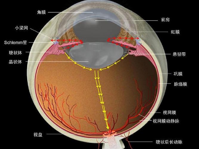 房水循环动态图