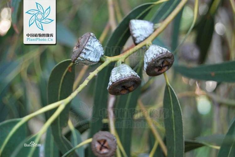 有点像是桉树的果实.