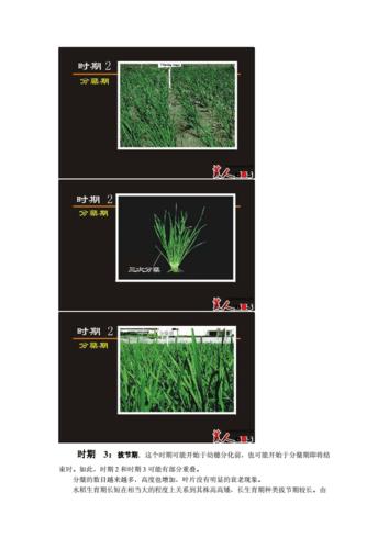 水稻生长过程图.doc 19页