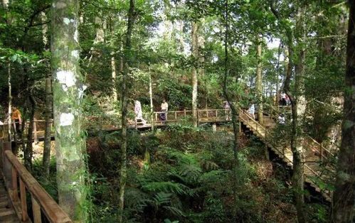 霸王岭景区内生长的植物种类高达2213种,其中列为国家重点保护和严禁