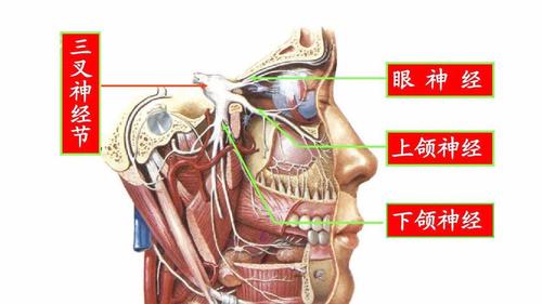 增生和鼓膜炎症增生时会使得骨孔狭窄和卵圆孔狭窄时会压迫三叉神经