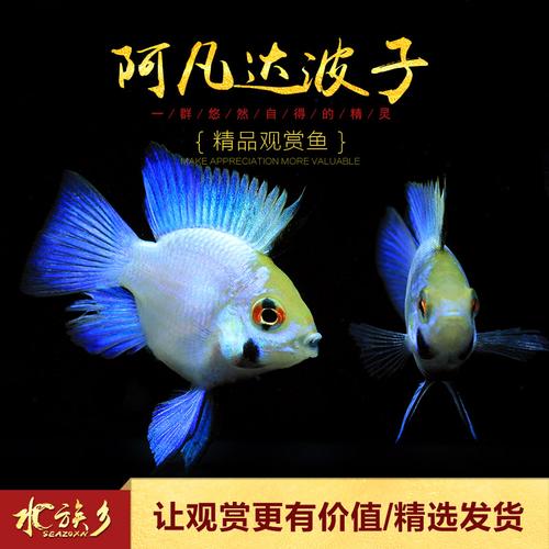 阿凡达波子草缸小型热带观赏宠物鱼蓝波子荷兰宝蓝凤凰球鱼活体