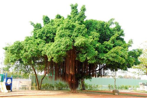 榕树的搜索结果_百度图片搜索