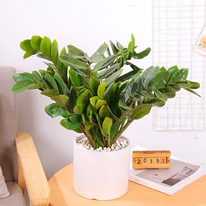 金钱树盆栽植物 钱串子 招财树室内发财树摇钱树客厅办公室内花卉