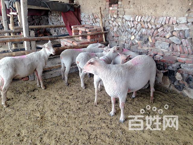 夏洛莱种羊长期出售