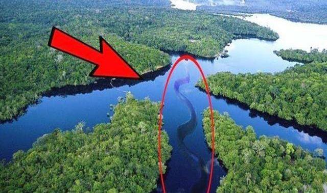 亚马逊雨林为什么被称为"人类禁区"?有比它还恐怖的存在吗?