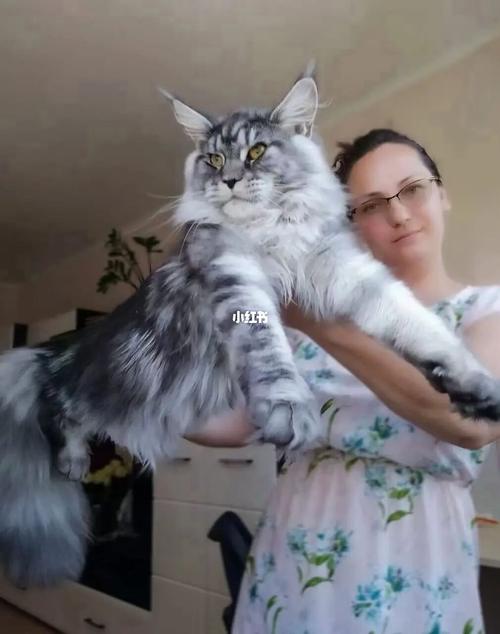 俄罗斯缅因猫 长毛猫_缅因猫_宠物_猫