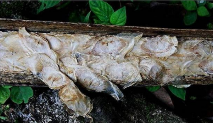 玉蝴蝶:透如玉,美如碟