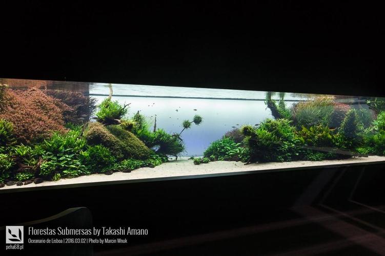 天野尚先生的辞世之作, 里斯本水族馆40米巨型草缸