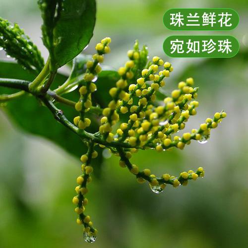 徽小生珠兰花茶2021新茶浓香型绿茶安徽歙县朱兰茶叶100g