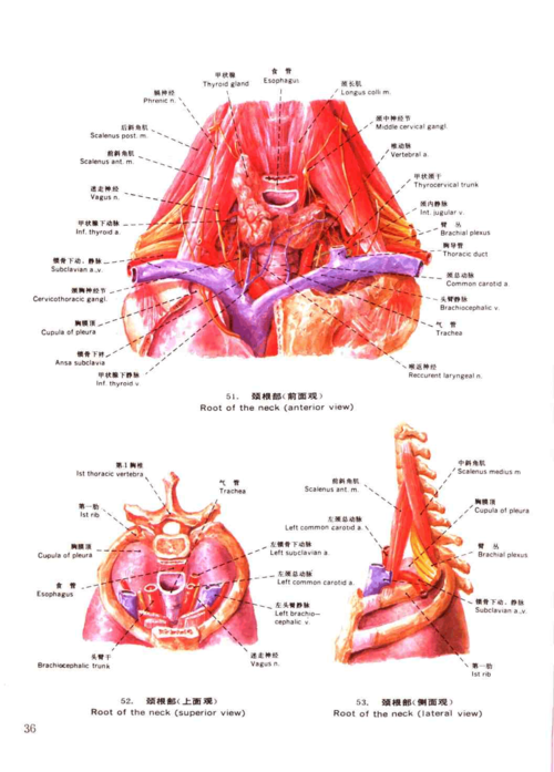 最全的局部解剖学图谱