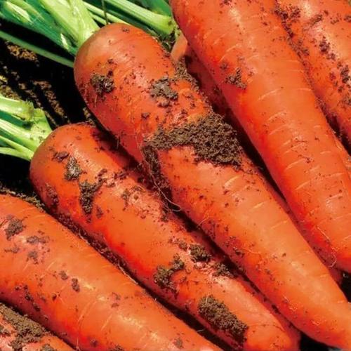 萝卜胡萝卜新鲜10斤水果脆甜生吃红心萝卜