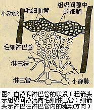 淋巴循环