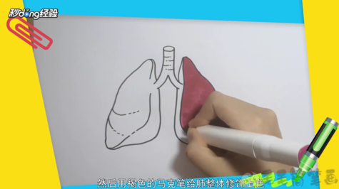 健康的肺怎么画健康的肺儿童画