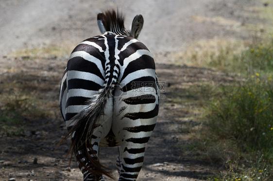 野外斑马尾巴