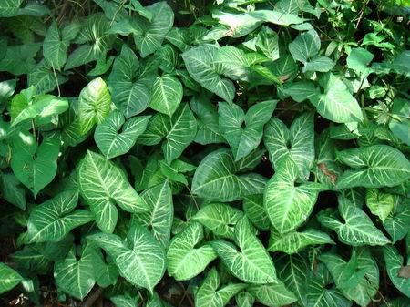 『藤』可以说是世界上最会爬的高手植物,不知----你们相信吗?