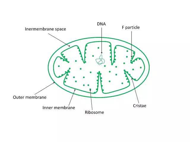 从线粒体绘制到任意图形绘制