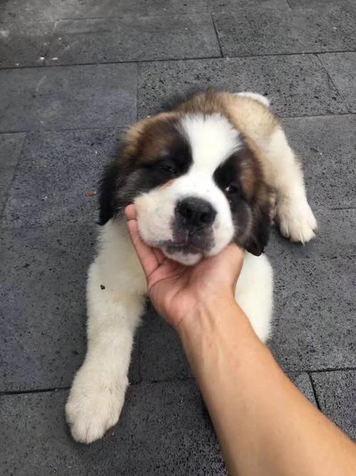 纯种圣伯纳犬幼犬活体巨型家养大型救援犬宠物狗狗