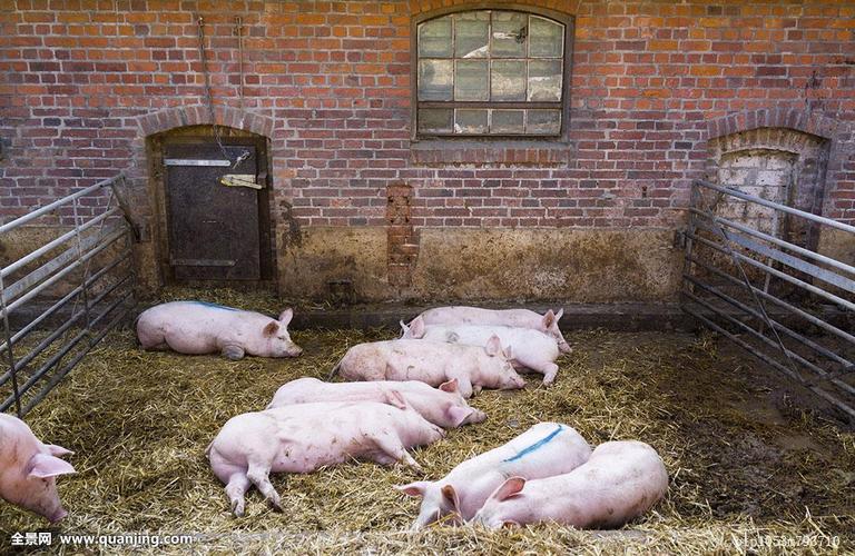 猪圈,养猪的场所.