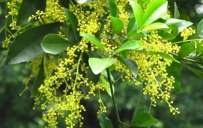 珠兰和米兰的辨识区别以及鉴赏