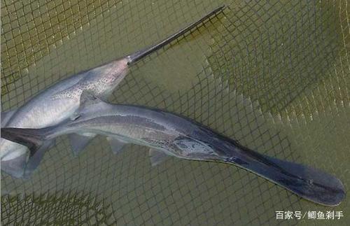 3亿年前的鸭嘴鱼,躲过了自然灾害,却没能逃出小小餐桌