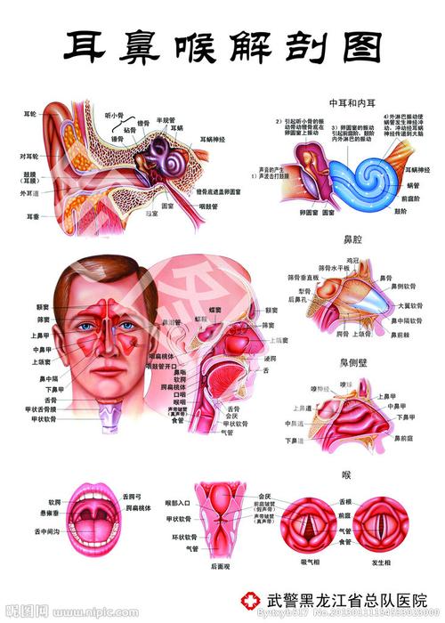 耳鼻喉 解剖 结构图片