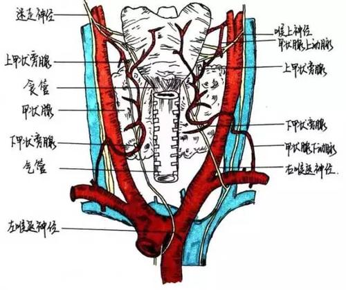 致远| 如此惊艳!当解剖遇上绘画.