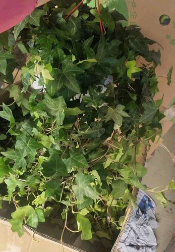 木质藤本植物常春藤室内盆栽养护方法