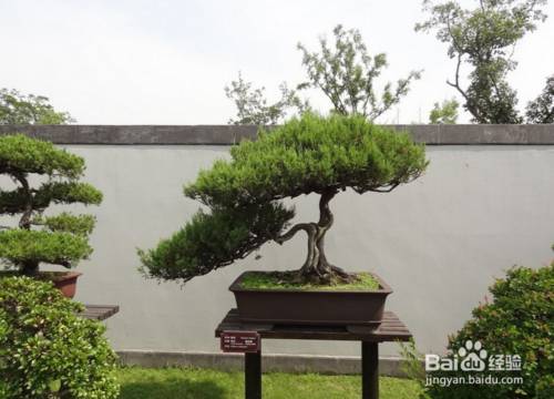 室外盆景如何放置