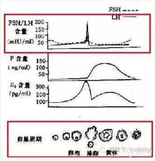 排卵试纸,其实又叫"促黄体生成素检测试纸",是定性检测人尿液中的lh