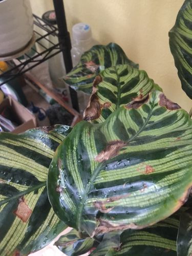 美丽竹芋叶子变卷,都耷拉下来了,怎么办?