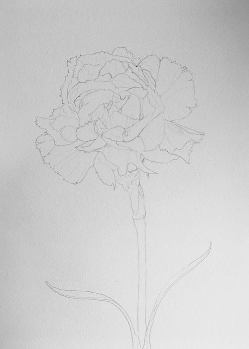 母亲节,彩铅一朵康乃馨